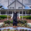 Black Bear